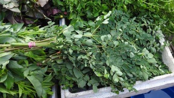 Moringa (koma)